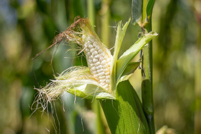 Close-up of corn on field