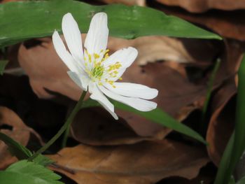 Close-up of white flowering plant