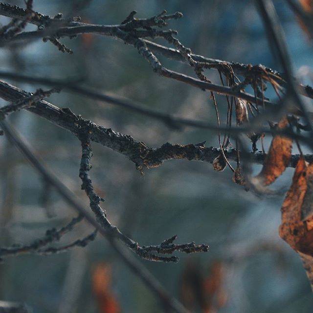 branch, tree, focus on foreground, winter, cold temperature, bare tree, close-up, twig, snow, nature, frozen, season, tranquility, selective focus, growth, outdoors, beauty in nature, weather, sky, day