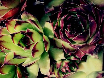 Full frame shot of prickly pear cactus