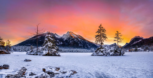 Snow covered trees against sky during sunset