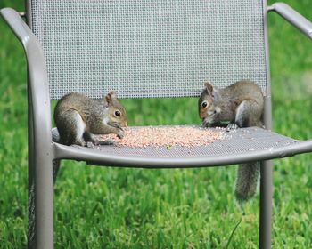 Squirrel eating food on chair