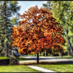 Autumn leaves on tree