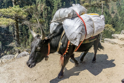 View of a horse on field