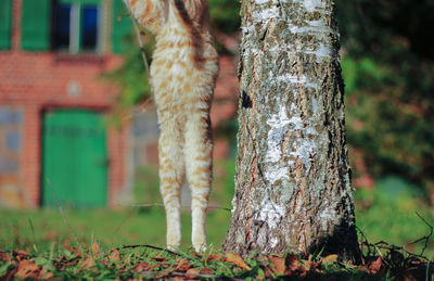 Close-up of tree trunk on field