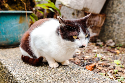 Close-up of a cat