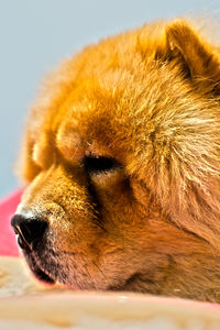 Close-up of dog looking away