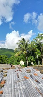 Scenic view of palm trees against sky