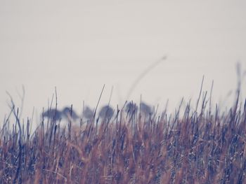 Close-up of stalks in field against clear sky