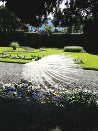 Scenic view of flowering plants in park