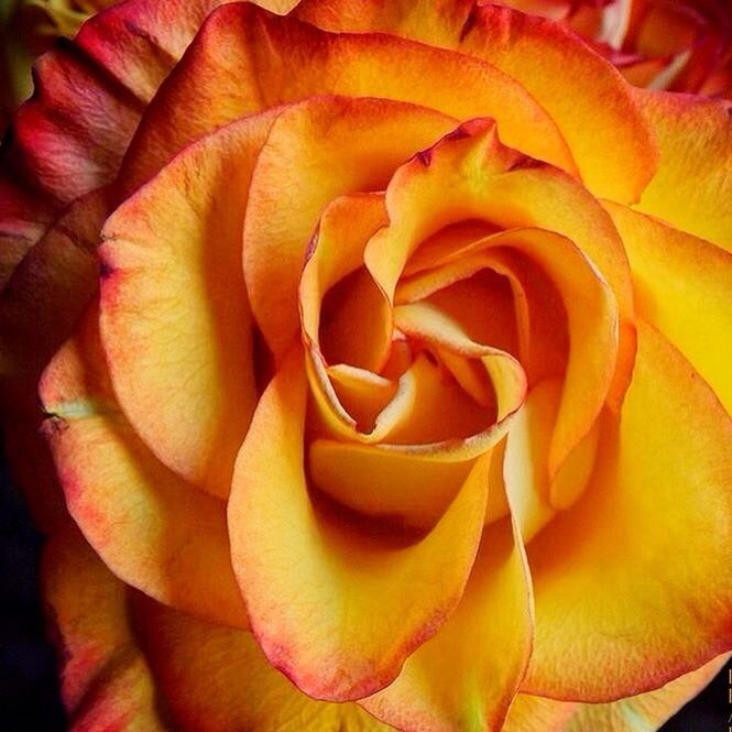 flower, petal, flower head, freshness, fragility, beauty in nature, rose - flower, growth, close-up, nature, rose, single flower, blooming, yellow, natural pattern, plant, full frame, backgrounds, in bloom, orange color