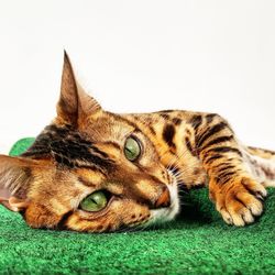 Close-up of cat lying on grass