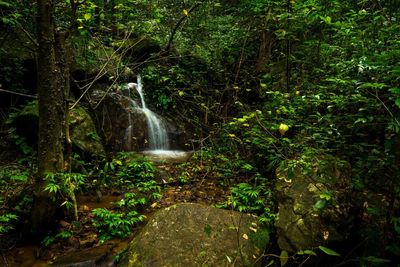 Waterfall in forest