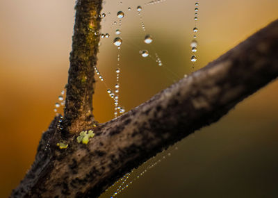 Close-up of wet spider web on tree