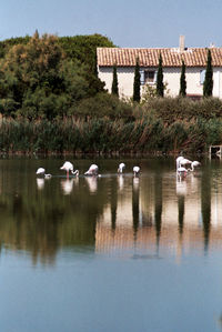 View of birds in lake