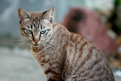 Close-up portrait of a cat looking away