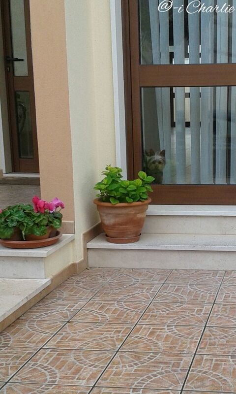 plant, potted plant, freshness, growth, flower pot, flower, day, no people, nature, built structure, outdoors, architecture, close-up