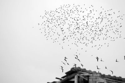 Low angle view of birds flying against clear sky