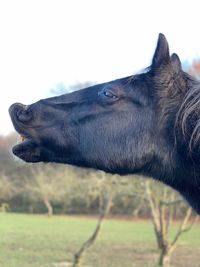 Close-up of a horse on field