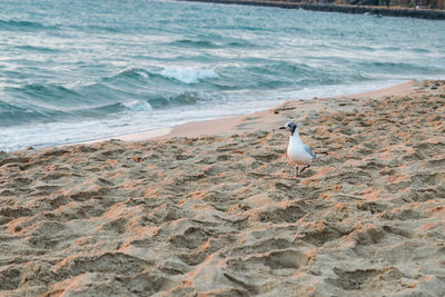 High angle view of seagull on beach