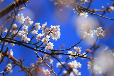 Close-up of flowers blooming on cherry tree
