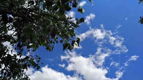 Low angle view of flower tree against blue sky