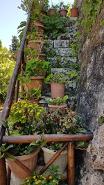 Potted plants against wall