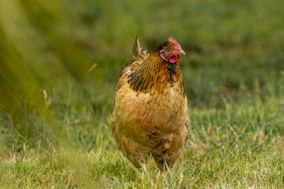 Close-up of rooster on field