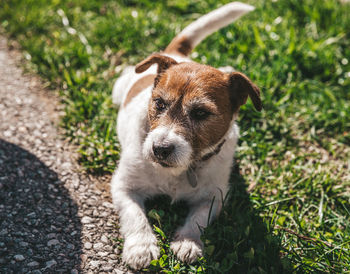 A small jack russell terrier dog walking with his owner in a city alley. outdoor pets