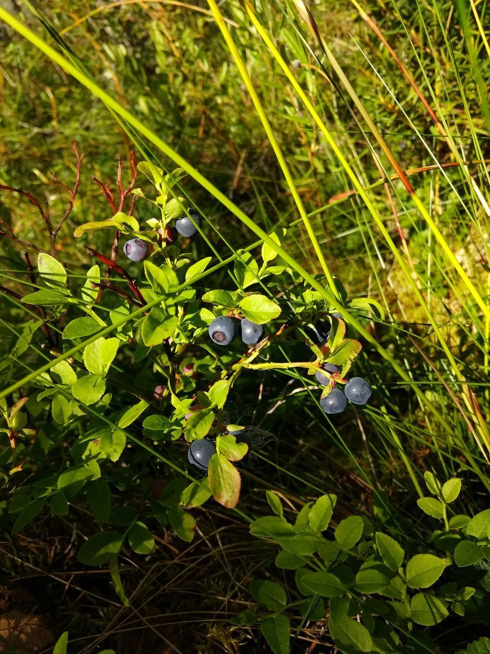 CLOSE-UP OF FRESH PLANTS ON LAND