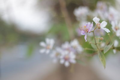 Close-up of cherry blossom on tree