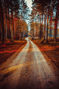Road amidst trees in forest during autumn