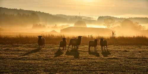 View of horses on field during sunset