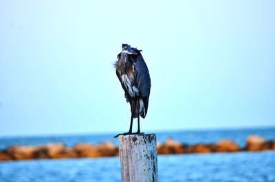 Bird perching on wooden post in sea against sky