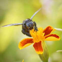 Close-up of insect on flower