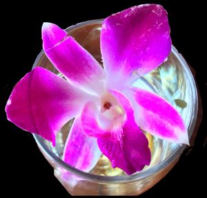 Close-up of pink orchids against black background