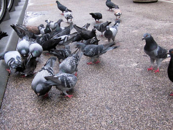 Pigeons in water