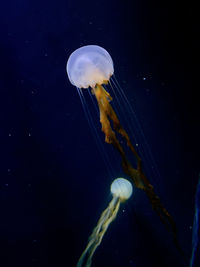 Close-up of jellyfish swimming in sea