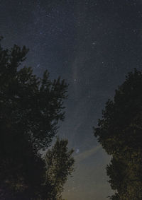 Low angle view of trees against sky at night