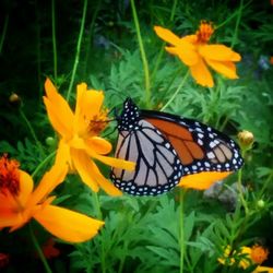 Close-up of butterfly pollinating on flower