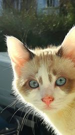 Close-up portrait of cat