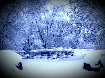 Snow covered trees