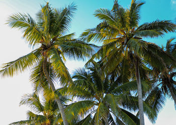 Low angle view of palm trees against sky