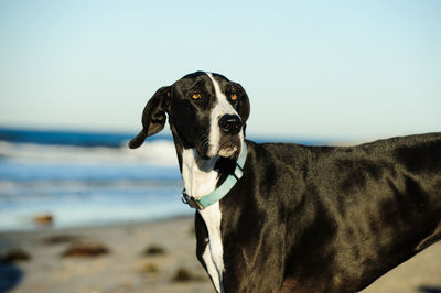 Close-up of great dane at beach against clear sky