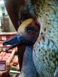 Close-up of bird perching outdoors