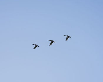 Low angle view of birds flying against clear blue sky