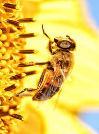 Close-up of spider on yellow flower