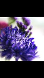 Close-up of purple flowers