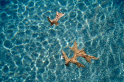 Close-up of lizard in water