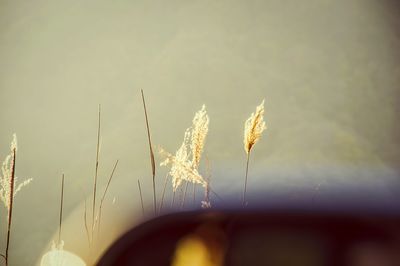 Close up of plant against blurred background